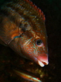   Bad sea conditions but this friend cooperated. cooperated  